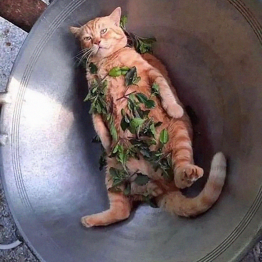 CAT DISH