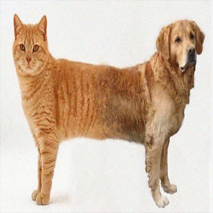 CATDOG